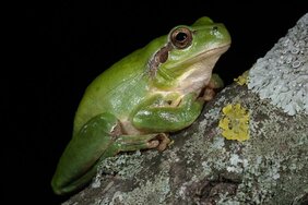 Hyla meridionalis 