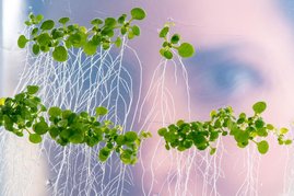 Pflanzen mit langen Wuzeln