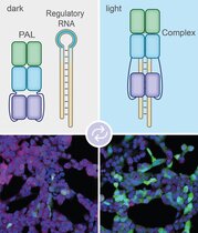 Bei Beleuchtung (rechts) bindet das PAL-Molekül an das Aptamer (blaue Schleife links oben). 