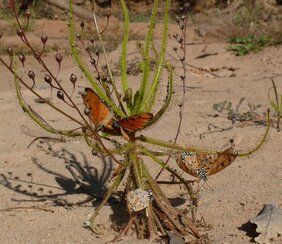  Drosera finlaysoniana aus dem tropischen Nordaustralien