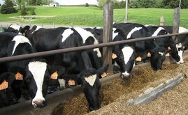 Hanf als Tierfutter kann Gesundheit von Kühen beeinträchtigen