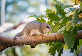 Siebenschläfer Siebenschläfer auf einem Ast