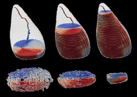 Schnitte des magnetischen 3D-Volumens des Fossils in drei verschiedenen Höhen