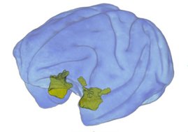 Computergenerierte Darstellung eines Rhesusaffengehirns, die die Form und Lage der Amygdala zeigt (grün eingefärbt).