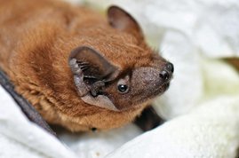 Großer Abendsegler - Nyctalus noctula Großer Abendsegler