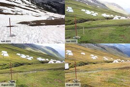 Klimawandel lässt Alpenpflanzen früher altern