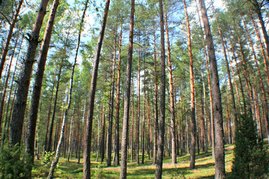 Kiefernwald in Litauen 