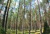 Kiefernwald in Litauen 
