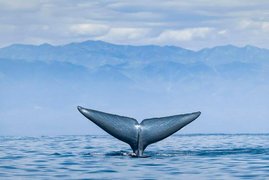 Auf dem Foto ist die neue Unterart Balaenoptera musculus sulfureus, aufgenommen im Santa-Barbara-Kanal, zu sehen. 
