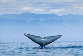 Auf dem Foto ist die neue Unterart Balaenoptera musculus sulfureus, aufgenommen im Santa-Barbara-Kanal, zu sehen. 