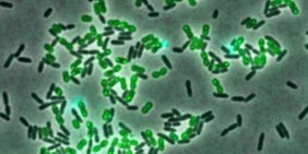 Angreifende Bakterien wie Acinetobacter baylyi (grün) können Pseudomonas aeruginosa nur selten töten (lebende Bakterien in schwarz, sterbende in türkis). Bakterien