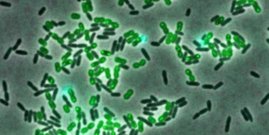 Angreifende Bakterien wie Acinetobacter baylyi (grün) können Pseudomonas aeruginosa nur selten töten (lebende Bakterien in schwarz, sterbende in türkis). Bakterien