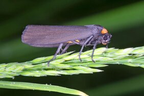 MOTH tauften die Forschenden die von ihnen entdeckte Proteindomäne