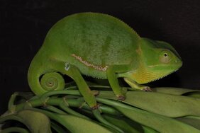 Die Chamäleonart Chamaeleo gracilis etiennei ist bislang noch weit verbreitet. 