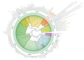 Familien-Sonne: Forschende der Goethe-Universität haben die Verwandtschaftsverhältnisse aller 462 E3-Ligasen des Menschen aufgeklärt.