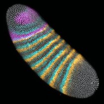 Embryo von Drosophila melanogaster mit Streifen