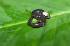 Lebendfärbung von Oedipina villamizariorum sp. n. aus der ecuadorianischen Provinz Carchi