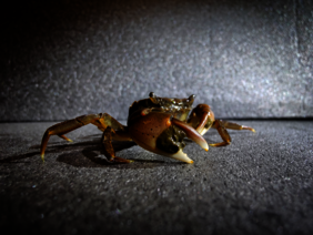 Die Asiatische Strandkrabbe (Hemigrapsus takanoi)