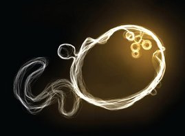 Die 3D-Membrankonturen eines frühen Endosoms sind zusammen mit dem Sphingomyelin-Signal (orange) abgebildet. 