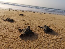 Junge Meeresschildkröten eilen vom Nest zum Meer