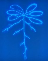 Die Abbildung zeigt eine Arabidopsis-Pflanze zusammen mit einem fluoreszierenden, wurzelassoziierten Pseudomonas-Stamm und veranschaulicht, wie Pflanzen durch ihre mikrobielle Umwelt beeinflusst werden.