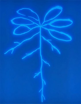 Die Abbildung zeigt eine Arabidopsis-Pflanze zusammen mit einem fluoreszierenden, wurzelassoziierten Pseudomonas-Stamm und veranschaulicht, wie Pflanzen durch ihre mikrobielle Umwelt beeinflusst werden. Die Abbildung zeigt eine Arabidopsis-Pflanze zusammen mit einem fluoreszierenden, wurzelassoziierten Pseudomonas-Stamm und veranschaulicht, wie Pflanzen durch ihre mikrobielle Umwelt beeinflusst werden.