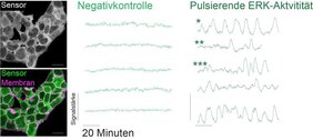 ERK-Aktivität in Stammzellen