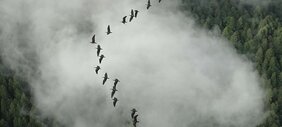 Vögel in der V-Formation