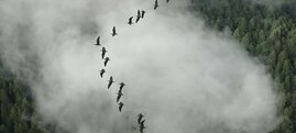 Vögel in der V-Formation