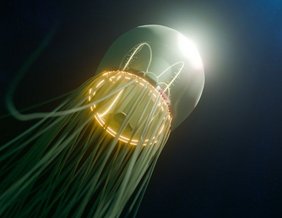 Dieses 3D-Modell der Rotaugen-Qualle zeigt ihren motorischen Nerv (gelb)
