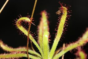 Drosera arachnoides am Wuchsort auf Madagaskar. 