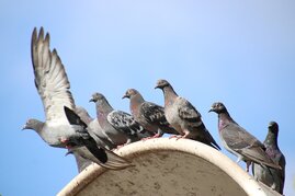 Tauben