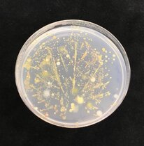 Vom Samen zum Blatt – Mikrobiom eines Laubblattes 