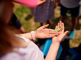 Ein „Wandelndes Blatt“ – Insekten, die Kinder und Jugendliche faszinieren. Hand, die ein Insekt, das Wandelnde Blatt, hält
