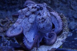 Octopus vulgaris Genom