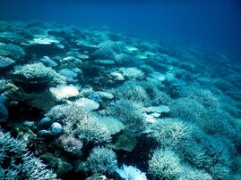 Korallenbleiche eines Riffes bei Mahé, Seychellen