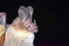 Eine insektenfressende Fledermaus in Kakaowäldern 