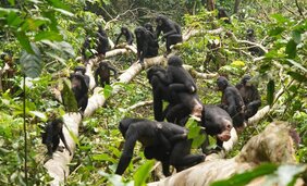 Friedliche Begegnung zwischen Bonobo-Gruppen in Kokolopori.  