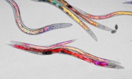 Eine ausgewogene Ernährung hält den Fadenwurm C. elegans (im Bild) im Alter fit und gesund. 