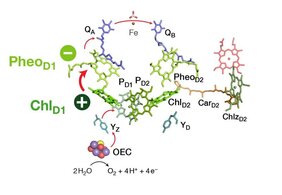 Energieumwandlung in Photosystem-II  