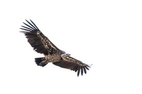 Ein Sperbergeier (Gyps rueppelli) im energiesparenden Gleitflug