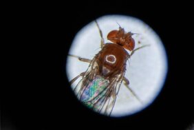 Die Fruchtfliege Drosophila melanogaster unter dem Mikroskop. 
