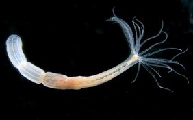 Ein einzelner Nematostella-Polyp