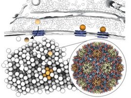 Lebenszyklus und zelluläre Strukturbiologie des Copia-Retrotransposons. 