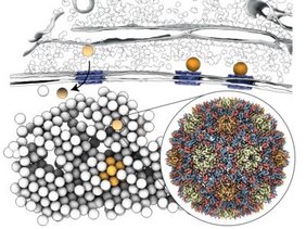 Lebenszyklus und zelluläre Strukturbiologie des Copia-Retrotransposons. 