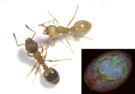 Zwei Ameisen der Art Temnothorax nylanderi: