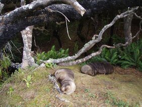 Das Aufspüren junger Neuseeland-Seelöwen im Wald 