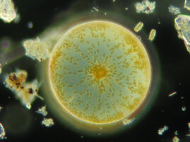 Phytoplankton Klimawandel