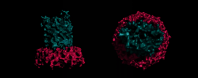 Strukturmodell des zusammengesetzten OPX/β-Fass-Translocons im EPS-Weg in Myxococcus xanthus