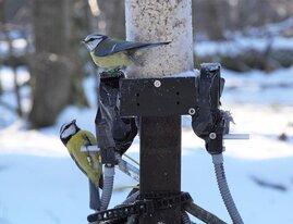 Blaumeisen die im Winter gemeinsam Nahrung suchen sind oft auch im Frühjahr miteinander verbunden.  